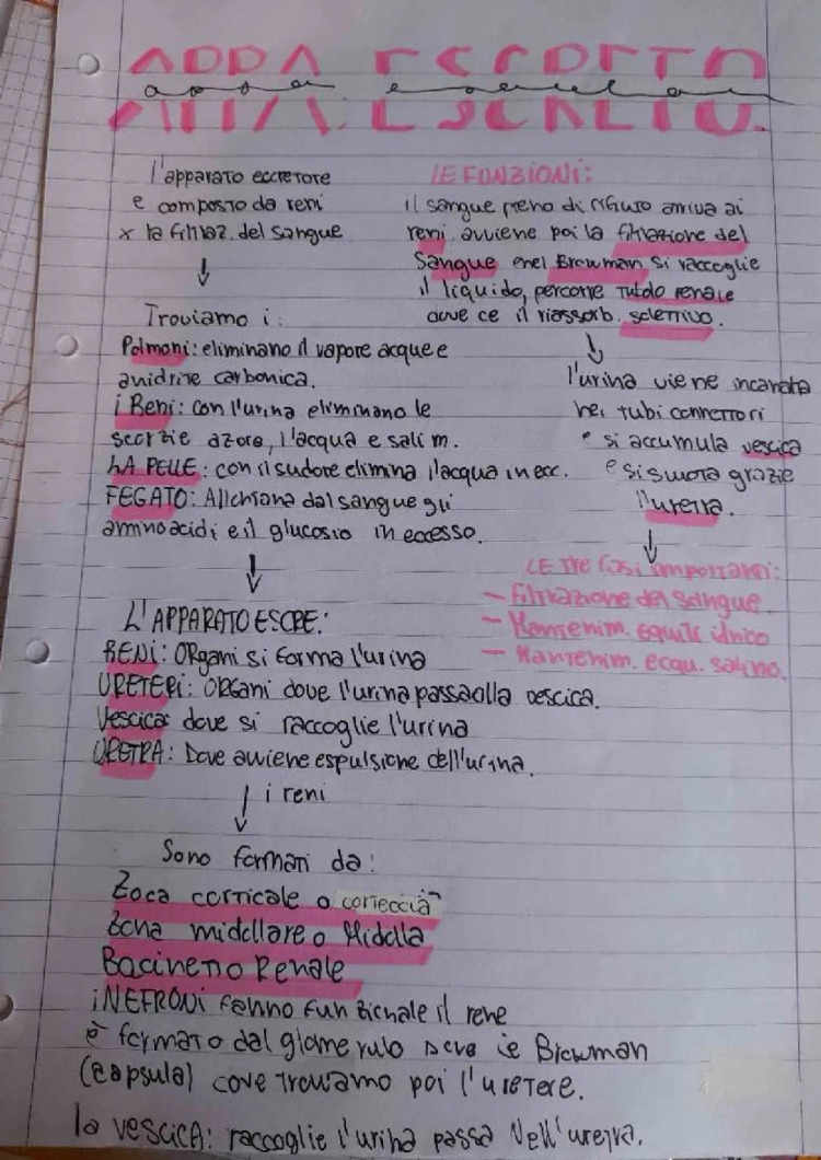 Apparato Escretore: Schema e Riassunto per Scuola Primaria e Media