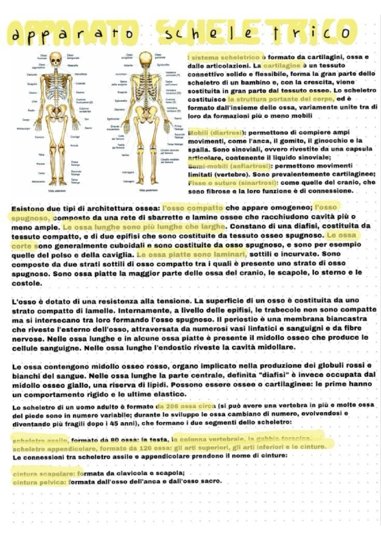 Scheletro umano: Nomi, Ossa, e Schema del Sistema Scheletrico