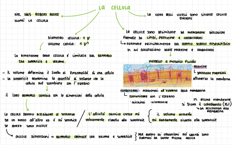 Differenze tra Cellula Eucariote e Procariote: Schema e Riassunto PDF