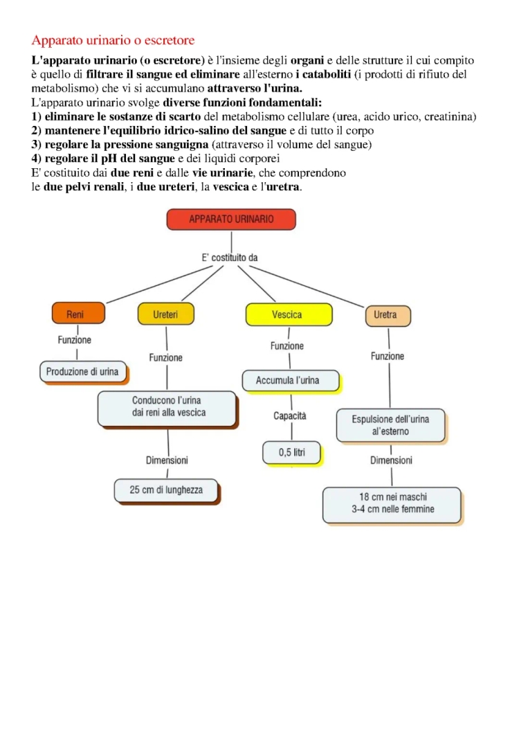 Apparato Urinario Semplificato: Riassunto e Schema per Ragazzi