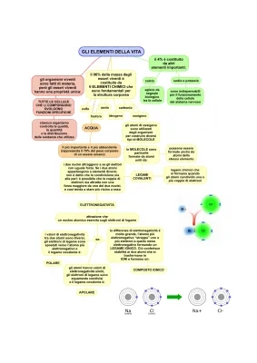 Composizione Chimica degli Organismi Viventi: Le Molecole della Vita