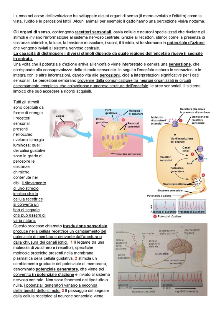 Organi di Senso per Scuola Primaria e Media - Riassunto e Mappa Concettuale