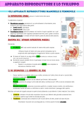 Apparato Riproduttore Maschile e Femminile: Schema e Immagini 3D