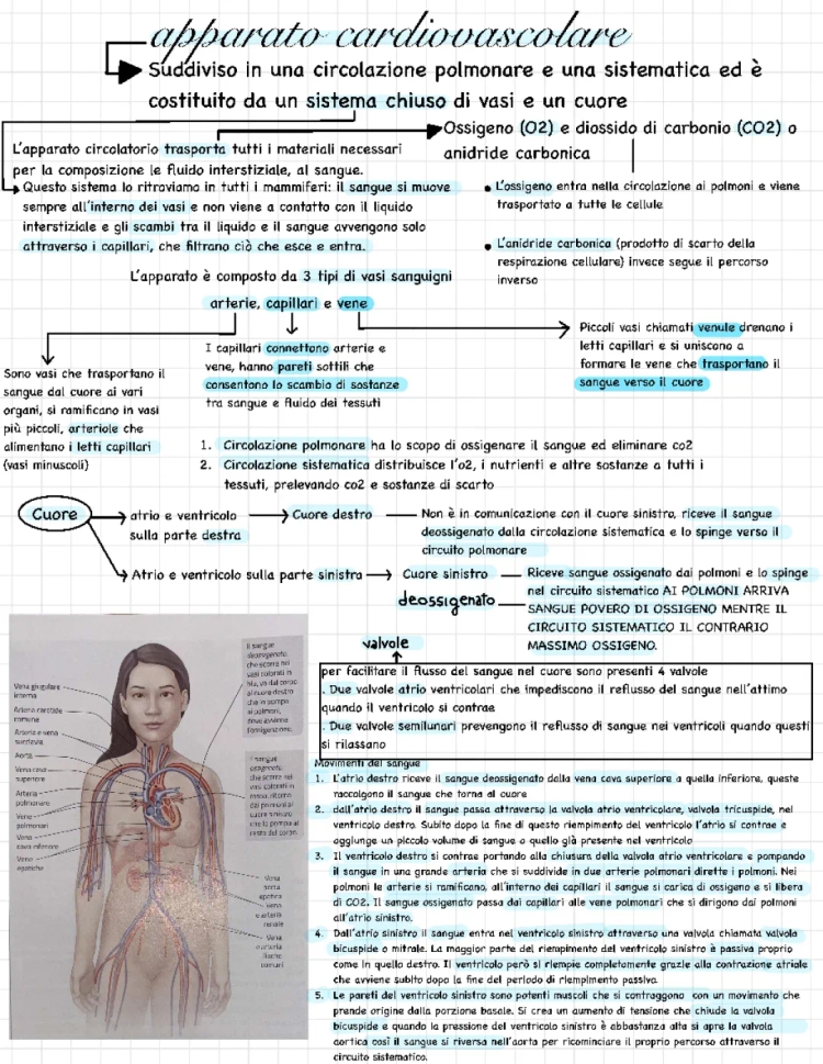 Apparato Circolatorio Schema e Riassunto - Scuola Media e Primaria