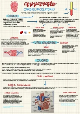 Riassunto sull'Apparato Cardiovascolare: Schema e Ciclo Cardiaco