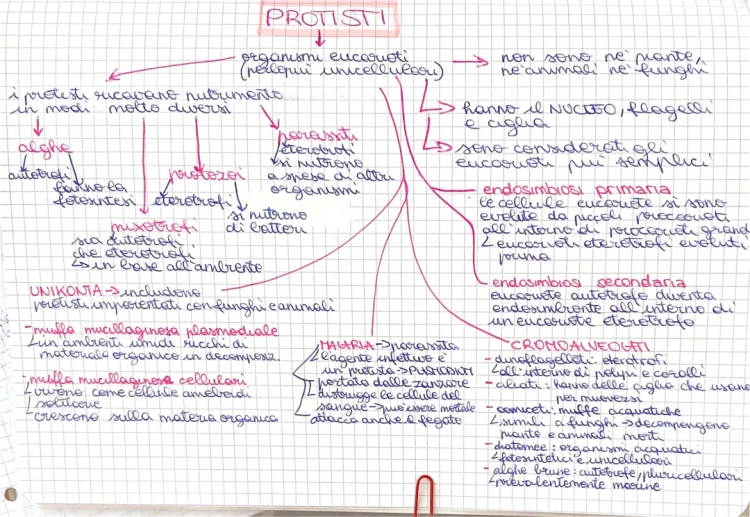 Curiosità su Protisti, Funghi e Piante per Bambini - Esempi e Schemi