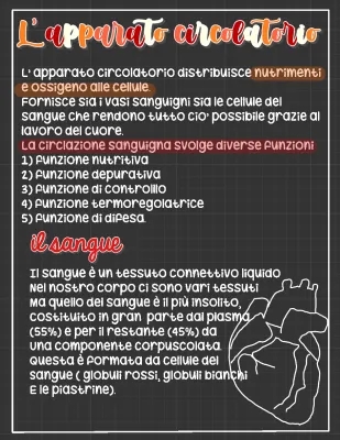 Apparato Cardiovascolare: Schema e Riassunto per Scuola Primaria e Media