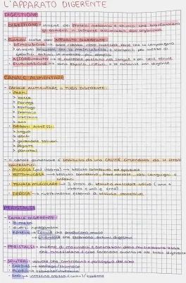 Apparato Digerente: Schema, Digestione, Saliva e Più