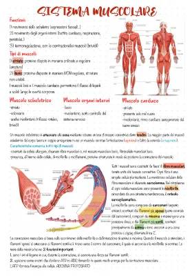 Tipi di Muscoli: Striati, Lisci e Scheletrici - Una Semplice Spiegazione