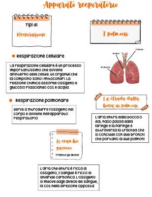 Apparato Respiratorio: Schema e Riassunto per Scuola Media e Primaria