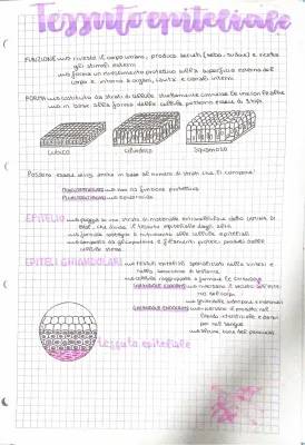 Tessuto Epiteliale: Riassunto, Schema Riassuntivo, e Caratteristiche