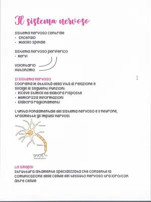 Sistema Nervoso Riassunto per Terza Media - Centrale e Periferico, Scarica PDF