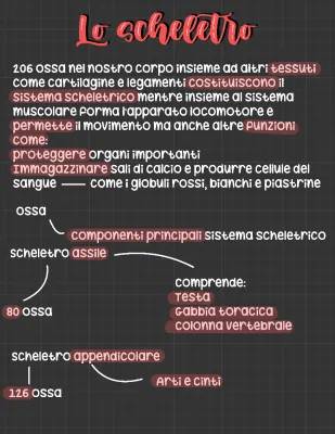 Scopri lo Scheletro Umano: Nomi delle Ossa e le Loro Funzioni