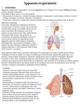 Apparato Respiratorio: Schema, Riassunto e Anatomia per Scuola Media