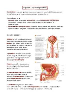 Apparato riproduttore maschile e femminile: riassunto e schema