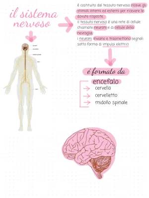 Sistema Nervoso Centrale e Periferico: Schema, Neuroni e Sinapsi per Ragazzi