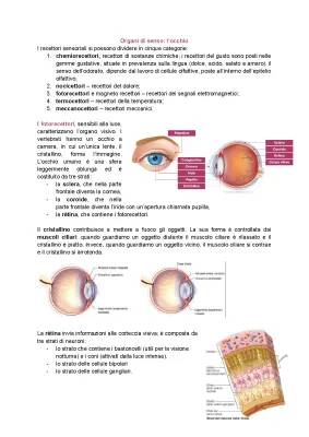 Esploriamo l'Anatomia dell'Occhio Umano: Parti Esterne e Interne, Retina e Sistema Sensoriale