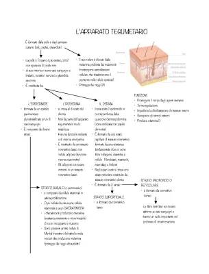 Scopri l'Apparato Tegumentario: Schema e Funzioni per Scuola Media