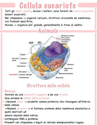 Riassunto sulle Cellule Eucariote Animali e Vegetali + PDF