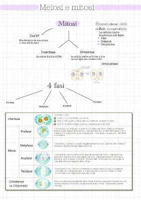 Meiosi e Mitosi: Riassunto e Schema PDF