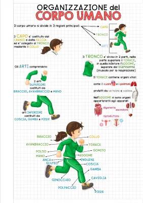 Organizzazione del Corpo Umano - Mappa, Schema e Riassunto per Scuola Media