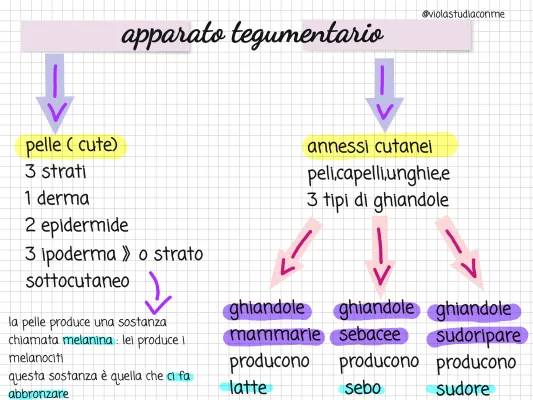 Apparato Tegumentario: Cos'è e Quali Sono le Sue Funzioni per la Scuola Media