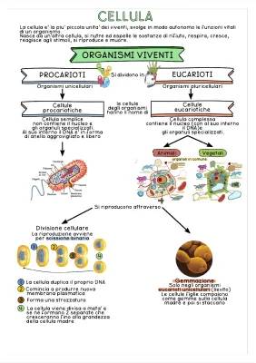 Impara le Differenze tra Cellule: Eucariote e Procariote, Schema e Riassunto in PDF