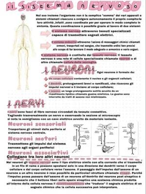 Sistema Nervoso Spiegazione Facile e Schema per la Terza Media