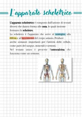 Esplora il Sistema Scheletrico: Scheletro Umano 3D e Nomi delle Ossa per Bambini