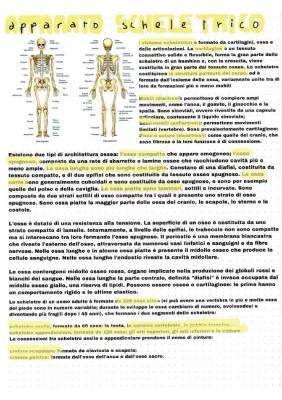 Esploriamo il Sistema Scheletrico: Ossa del Corpo Umano e Apparato Scheletrico