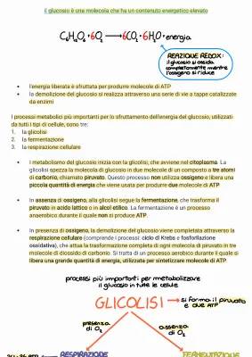 Metabolismo del glucosio: spiegazione semplice di Glicolisi, Ciclo di Krebs e Fermentazione