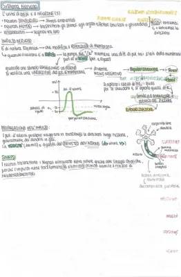 Quiz divertenti e Verifiche sul Sistema Nervoso per ragazzi