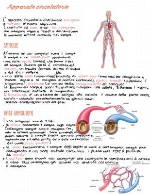 Apparato Cardiocircolatorio: Riassunto e Schema per Bambini