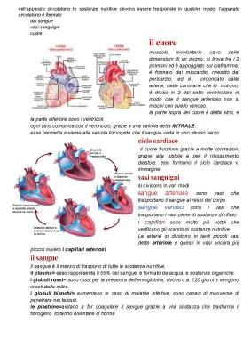 Il Cuore e l'Apparato Circolatorio: Riassunto e Schemi per la Scuola Primaria