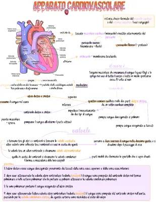 Schema dell'apparato circolatorio e riassunto del sistema cardiovascolare in formato PDF