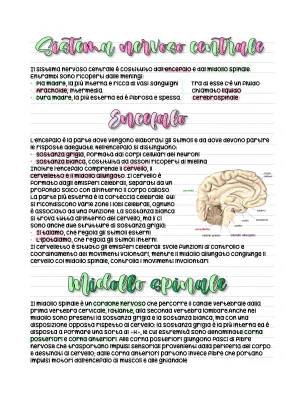 Guida semplice al Sistema Nervoso Centrale e Midollo Spinale: Funzioni, Malattie e Schemi