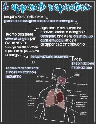 Apparato Respiratorio: Schema e Riassunto per la Scuola Media