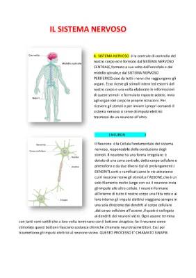 Il Sistema Nervoso Spiegazione Facile: Riassunto per la Terza Media
