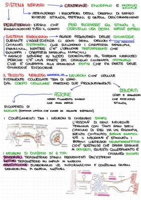 Scienze: sistema nervoso, sistema endocrino e occhio