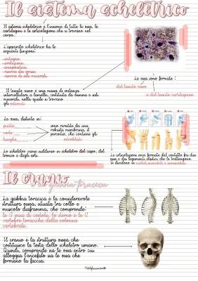 Schema del Sistema Scheletrico: Cranio, Gabbia Toracica e Articolazioni