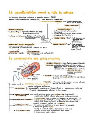 Differenze tra Cellula Eucariote e Procariote per Scuola Primaria