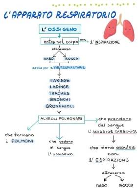 Scopri l'apparato respiratorio: Come Funziona e Curiosità sugli Alveoli Polmonari