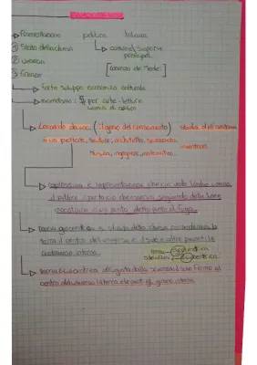 Il Rinascimento riassunto: scuola media, letteratura e curiosità su Leonardo da Vinci