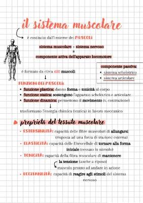 Tessuti Muscolari: Scheletrico, Liscio e Cardiaco - Riassunto e Funzioni