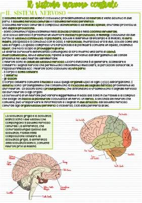 Scopri il Sistema Nervoso Centrale: Riassunto e Schema Facile