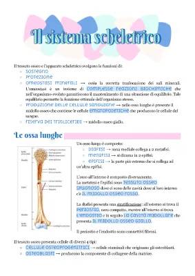 Sistema Scheletrico Schema e Riassunto - Ossa del Corpo Umano e Processi di Ossificazione