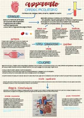 Apparato Cardiocircolatorio Riassunto: Funzioni, Schema e Ciclo Cardiaco