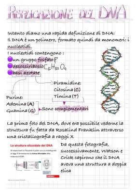 Replicazione del DNA: Riassunto Semplice e Fasi della Duplicazione del DNA