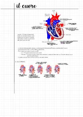 Il Cuore: Ciclo Cardiaco Semplice e Valvole del Cuore