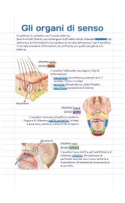 Organi di Senso: Riassunto per Scuola Primaria e Media - PDF Incluso
